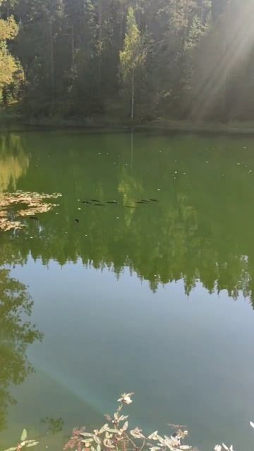 Ау, рыбаки! Что за рыбы у нас в  озере лесном?