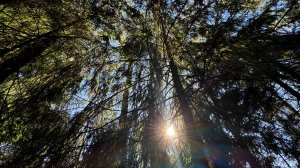 Лесной участок на Дмитровском шоссе