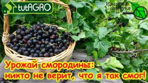 ВСЕГО ТРИ ШАГА К БУЙНОМУ УРОЖАЮ СМОРОДИНЫ: сделайте их осенью и ягодники завалят урожаем!