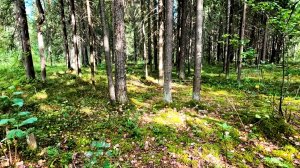 Лесная прогулка, за грибочками