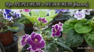 Признаки пересвета и недосвета у фиалок. Показываю на своих растениях. Видео для моего ТГ канала.