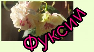 Моя маленькая коллекция Фуксий. Сад в Ленинградской области.