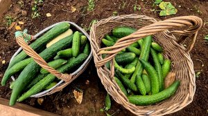 Правильно обрабатываем Огуречную Теплицу от Болезней и Вредителей Осенью!!