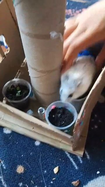 Обзор самодельной хомячиной дачи 🐹💝
