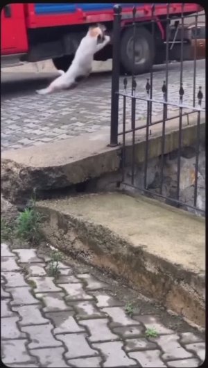 Молниеносная реакция кошек ⚡️⚡️⚡️🐈😯