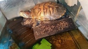 красноухая Черепаха 🐢, греется 30-09-2025