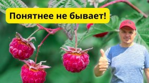 Обрезка ремонтантной малины на зиму 2  разных способа.