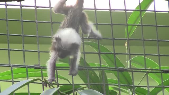 Детёныши эдиповых тамаринов / Семейство пинче / Ретровидео смотреть онлайн