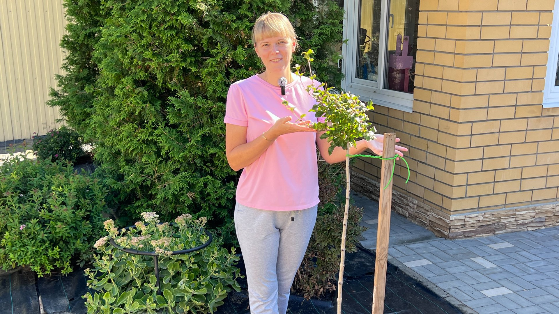 Сирень Мейера Палибин. Правила успешной посадки. смотреть онлайн