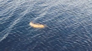 Белуха Белое море