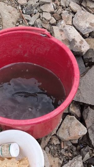 Крупный карась на гороховую кашу