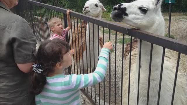 ЯЛТИНСКИЙ ЗООПАРК смотреть онлайн