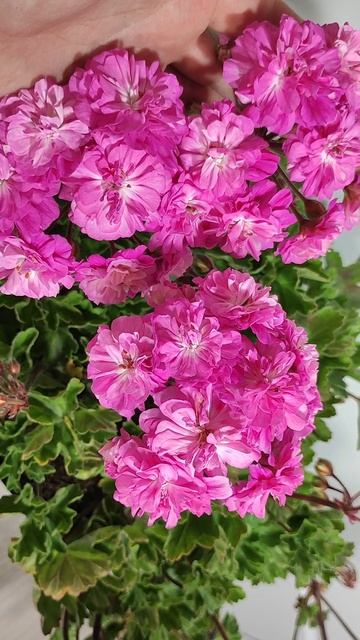 Грень из палки в Цветущий куст смотреть онлайн