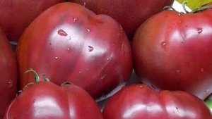 САМЫЕ УРОЖАЙНЫЕ ТОМАТЫ!