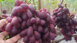 ВКУСНЕЙШИЕ НОВИНКИ НА МОЁМ ВИНОГРАДНИКЕ в конце сентября 2025г. !!!