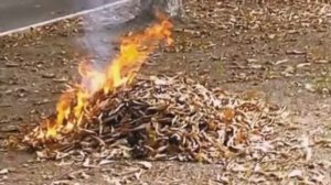 "ЛИСТВА СГОРЕЛА"  Сидорук Евгений и Шувалова Светлана