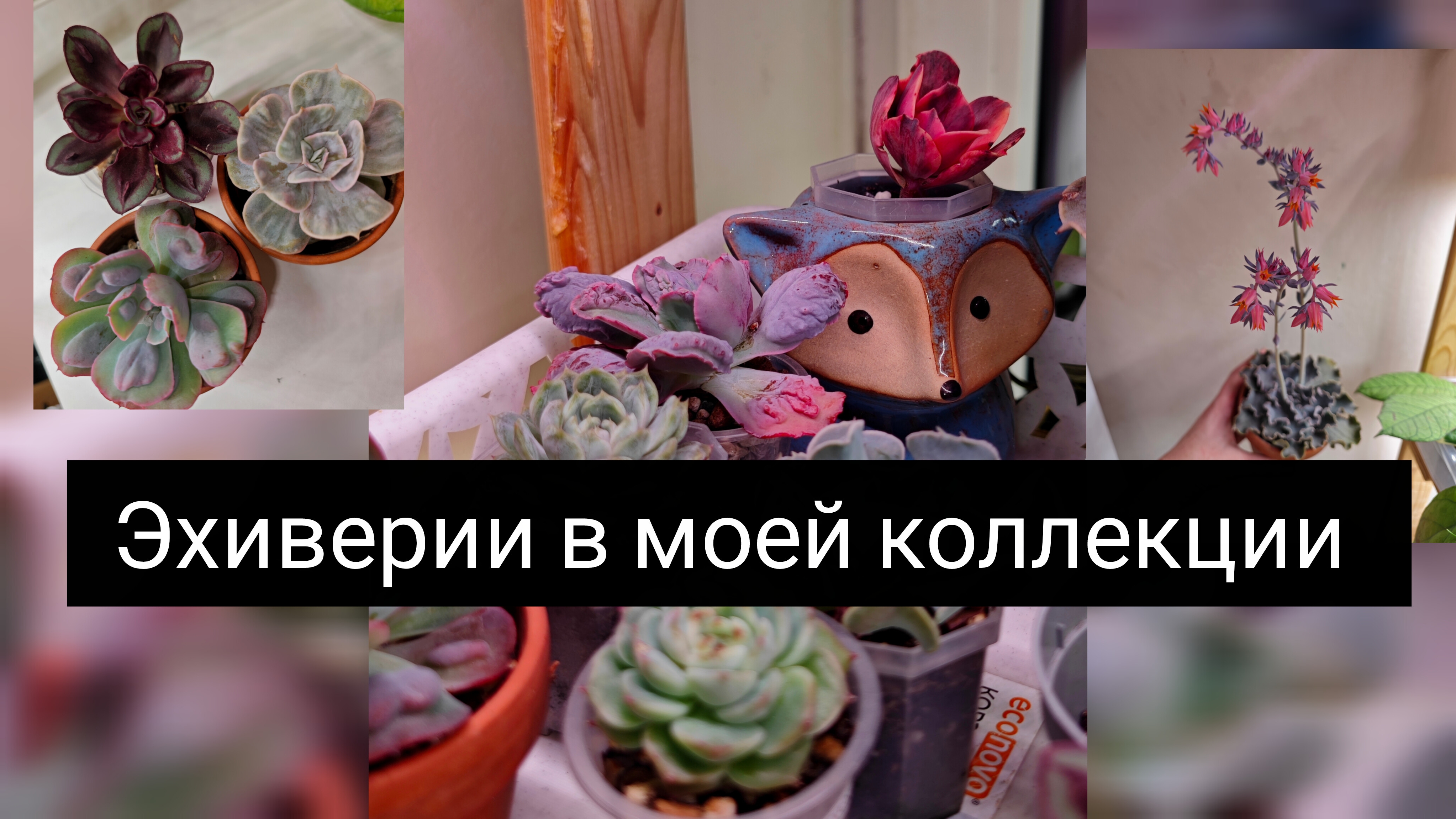 эхиверии в моей коллекции смотреть онлайн