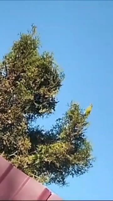 что за птица