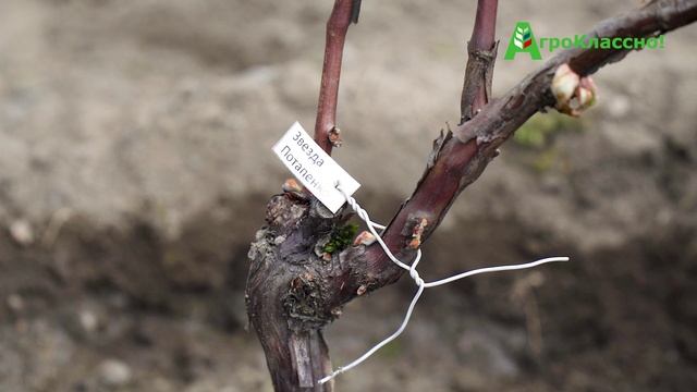 1 Программа «АГРОКлассно!»