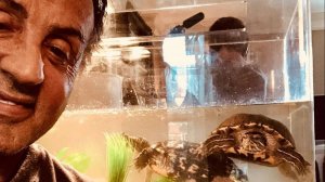 Черепахи загарают