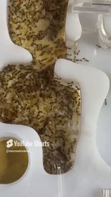 #bee #муравьи #beekeeper #насекомые #муравьинаяферма #рыбалка #ants #рыба #feeder #savethebees 12