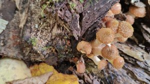 В лес на разведку 🙋 // пошли грибочки // жарю опята😋//