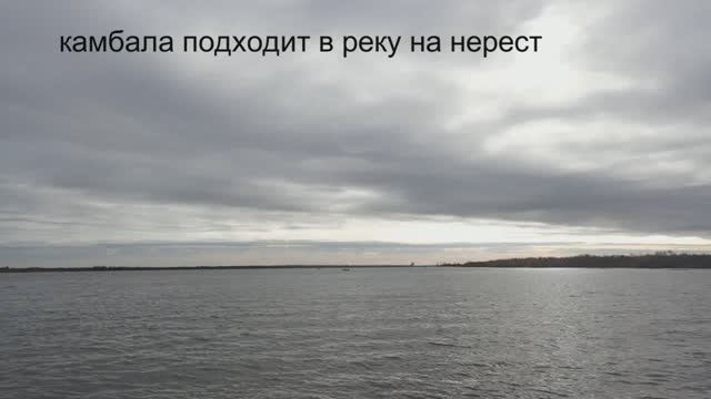 камбала подходит в реку на нерест смотреть онлайн