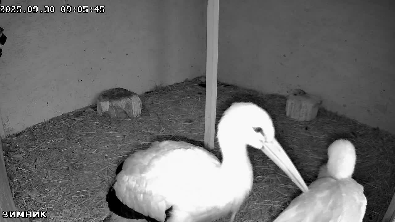 🔴LIVE🔴 Брестский аист, Зимник