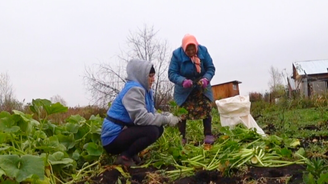 Моя Деревня на Алтае,Тыкву на хранение,Как быть с Борей? смотреть онлайн