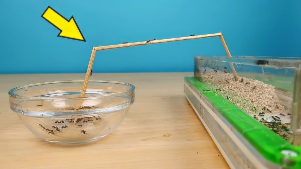 Новый эксперимент с Муравьями! Муравьи Жнецы разведчики! alex boyko