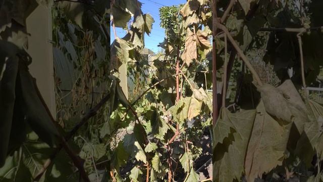 Первые заморозки 63рег. 30.09.25г. смотреть онлайн