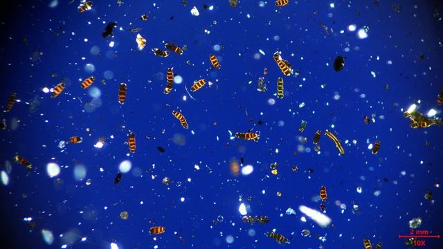 Микрокосмос на коре: невероятный мир московского мха в поляризации смотреть онлайн