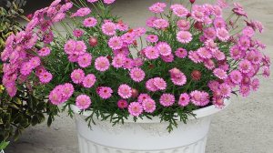 Аргирантемум посадка