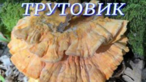 №1126/ ГРИБНОЕ разнообразие в КУБАНСКОМ ЛЕСУ.( Шампиньоны, Трутовик, Опята, Печёночница)