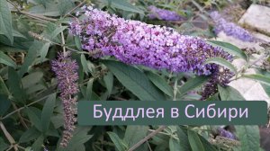 Буддлея в Сибири. Как сохранить зимой?