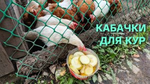 Куры-несушки Как правильно кормить кур кабачками и тыквой