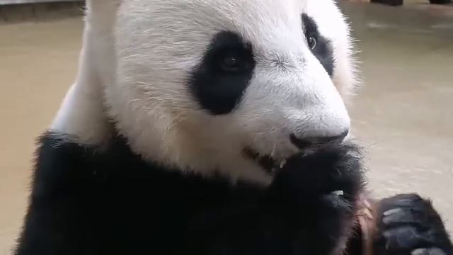 🐼 Восхитительное чавканье нашей Катюши просто завораживает!