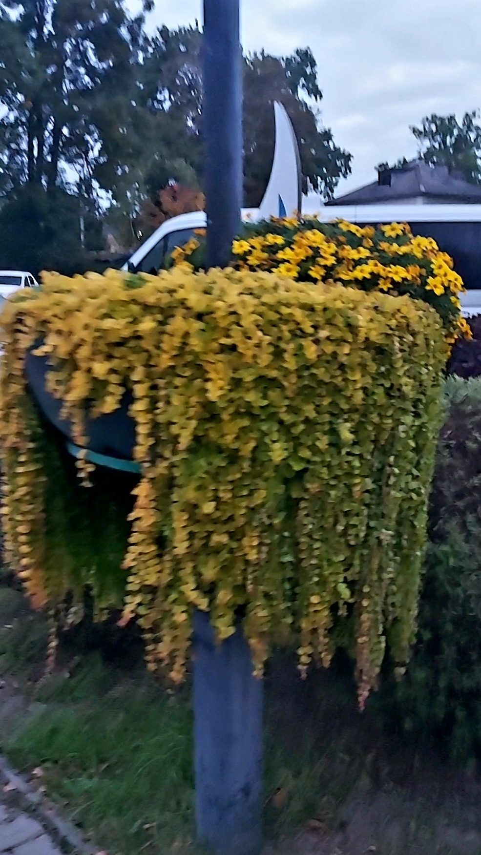 Черенки цветов с городских клумб🌸 Невозможно пройти мимо🤭 смотреть онлайн