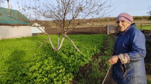 У мамы красота в саду // что делаем с кустами малины //