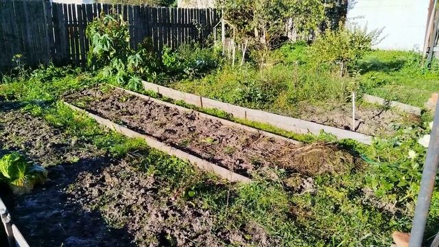 Наступили первые заморозки. Пора собирать огурцы и томаты в теплице. смотреть онлайн