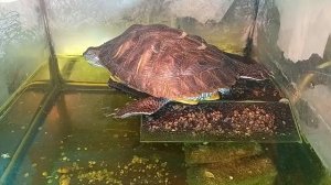 красноухая черепаха 🐢 18-09-2025