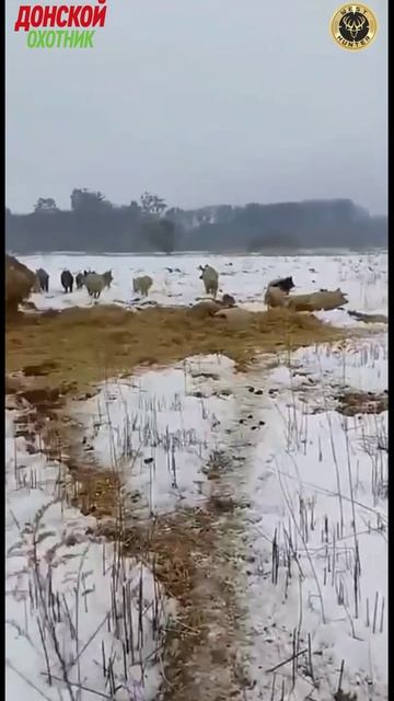 Охота на кабана -Нарушил покой кабанов смотреть онлайн