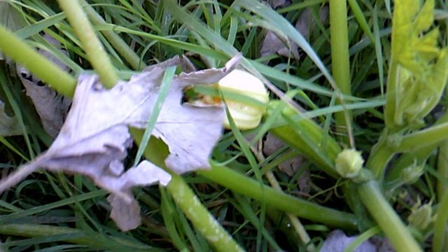 Обзор нашего четвёртого кабачкового растения сорта Цукеша в октябре