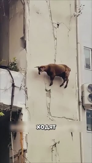 Горные козлы ХОДЯТ по стенам! Вы удивитесь 😳
