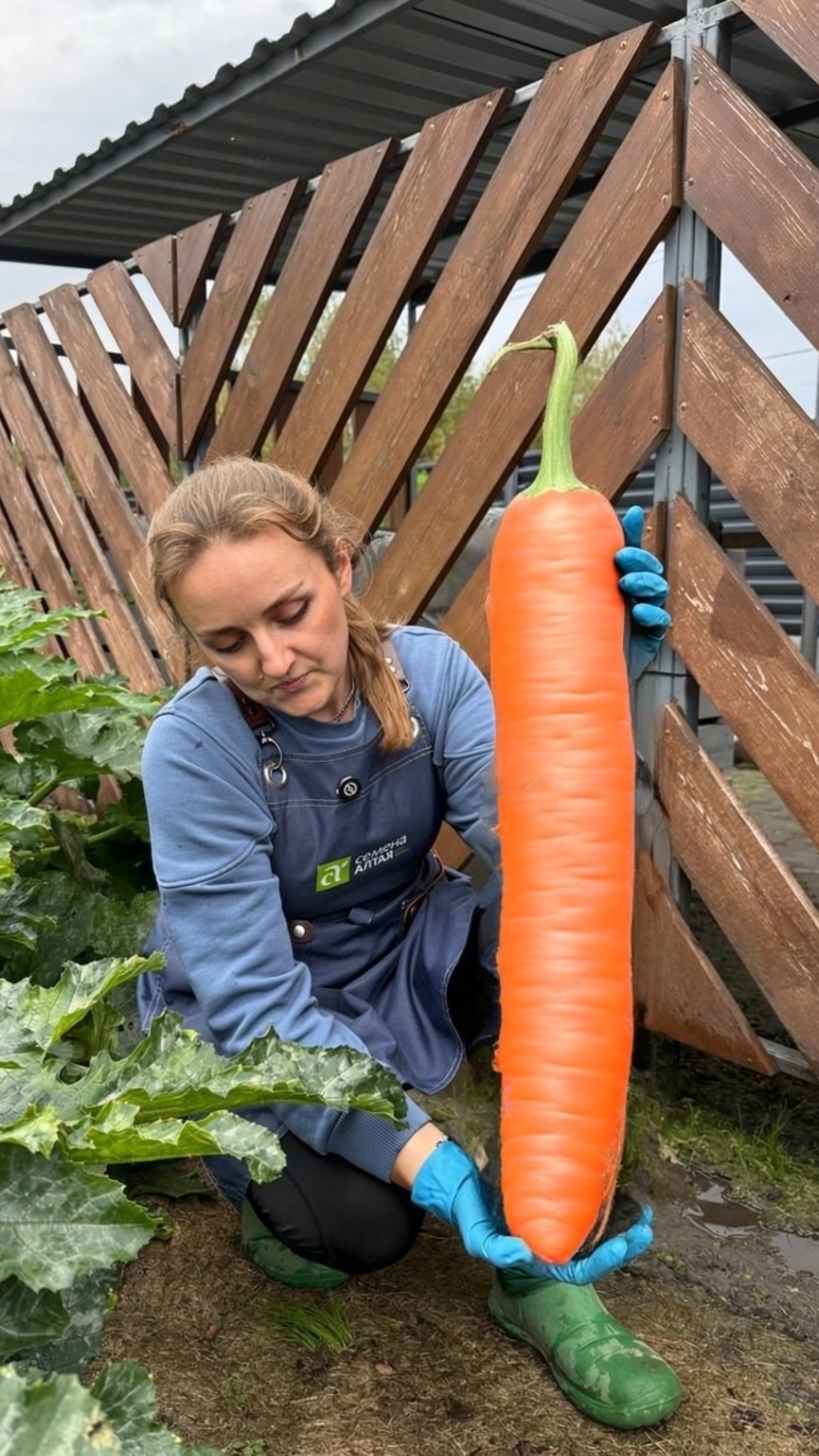 КАКАЯ МОРКОВЬ ЛУЧШЕ: ПОСЕЯННАЯ В АПРЕЛЕ ИЛИ В ИЮЛЕ? смотреть онлайн
