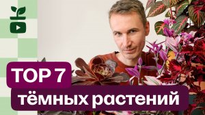 Топ 7 тёмных растений. Обзор моих краснолистных и бордоволистных.