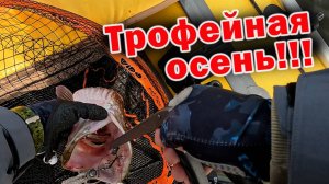 НАШЁЛ ОГРОМНУЮ ЩУКУ!!! ЧЕСТНЫЙ ТЕСТ НОВОГО СПИННИНГА CF Strike 802 MT 244 см. 7—25гр.