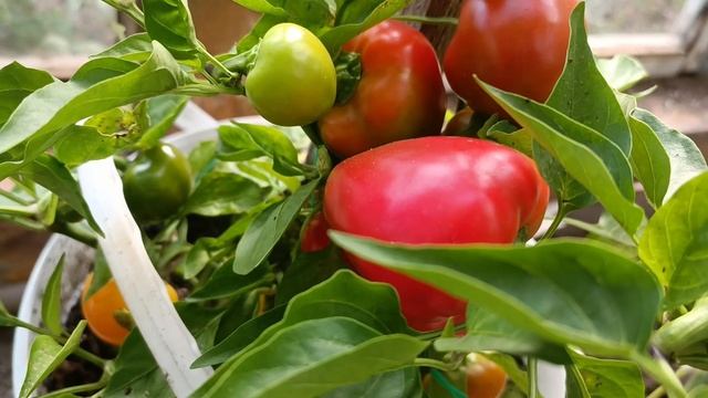 Перец конфетка. Конец сентября. Автор Наталия Зайцева смотреть онлайн