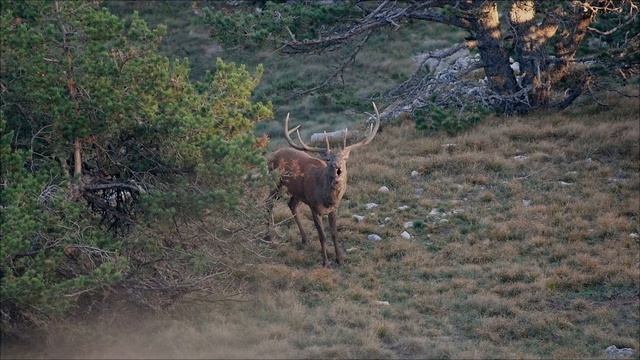 Брачный сезон у копытных. смотреть онлайн