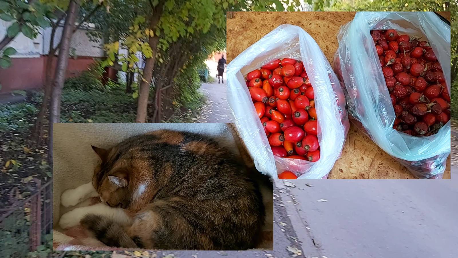 Болтаю на прогулке))) Посылка со вкусняшками от Виктории! Холодно))) смотреть онлайн